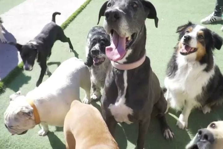 Grupo de perros jugando juntos en el patio de pasto