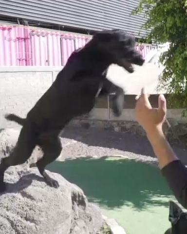Perro saltando de alegría en el patio antes de irse a casa