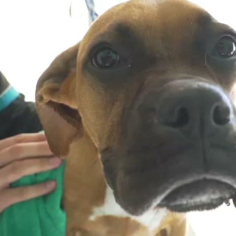 Perro recién bañado envuelto en una toalla verde de Dog Village